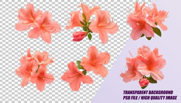 Conjunto de diferentes flores aisladas en un archivo PSD de fondo transparente