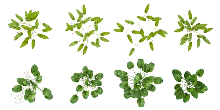 PSD conjunto de diferentes plantas y hierba aisladas en un fondo transparente desde la vista superior