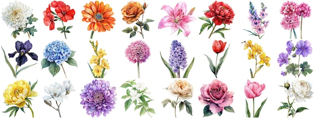 PSD conjunto de flores de acuarela fondo aislado varias colecciones florales bordes nítidos