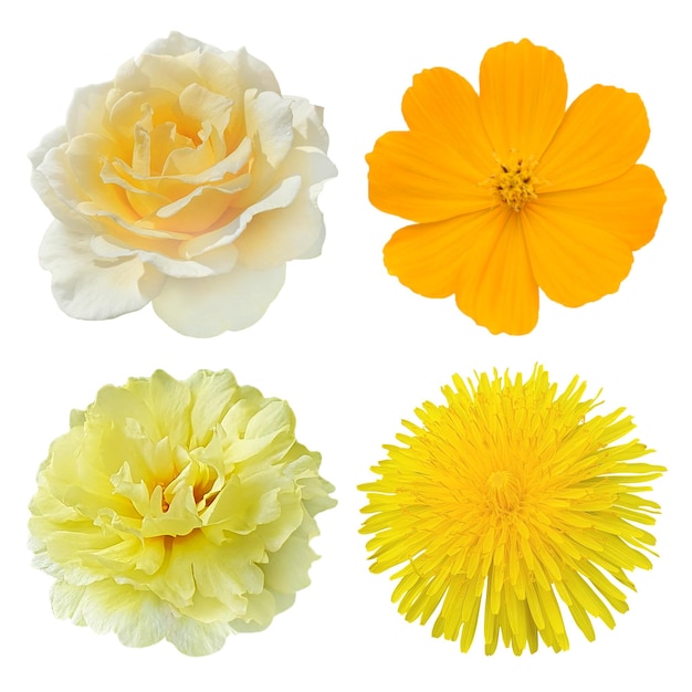 conjunto de flores amarillas fondo transparente en archivo psd