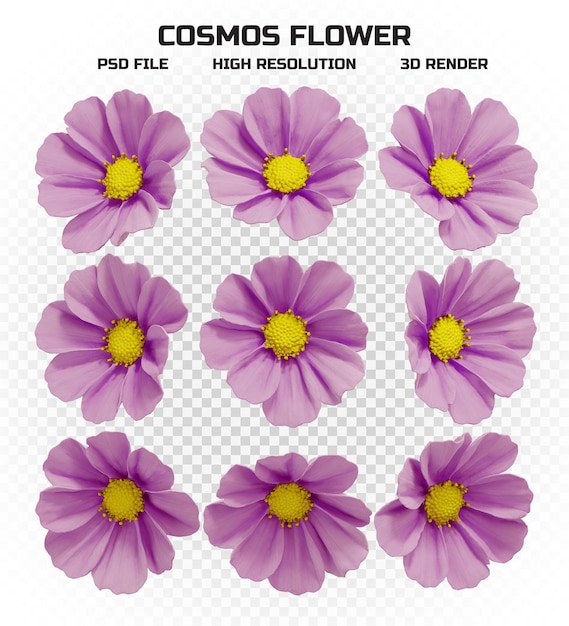 PSD conjunto de flores cosmos aisladas en alta resolución con muchas perspectivas