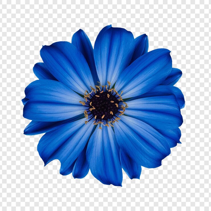 Conjunto de flores del cosmos aisladas sobre un fondo transparente