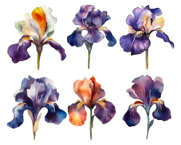 PSD conjunto de flores de iris acuarela