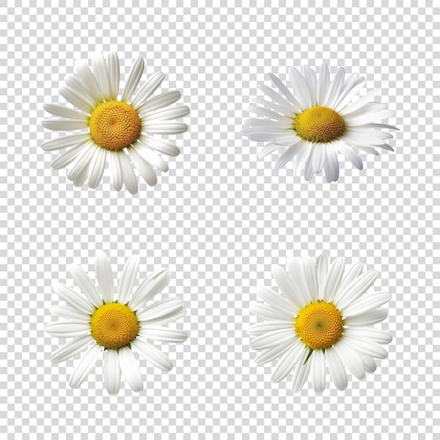 Conjunto de flores de margarita aisladas
