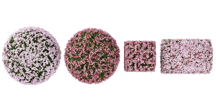 PSD conjunto de flores rosadas arbusto sobre un fondo transparente desde la vista superior
