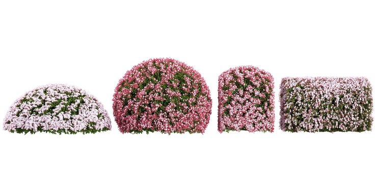 PSD conjunto de flores rosadas arbusto sobre un fondo transparente desde la vista superior