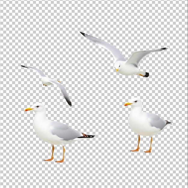 Conjunto de gaviotas aisladas sobre un fondo blanco