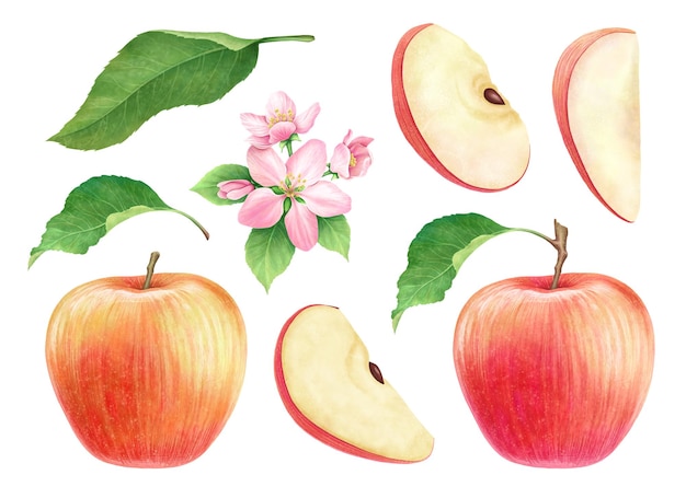 Conjunto de hermosas manzanas rojas maduras y jugosas con rebanadas de hojas y flores sobre un fondo blanco