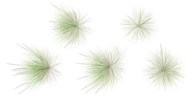 conjunto de hierba de fuente en fondo transparente vista de renderizado 3D