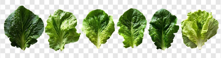 PSD conjunto de hojas de lechuga verde aisladas sobre un fondo transparente colocación plana de verduras frescas de ensalada alimentos orgánicos y saludables
