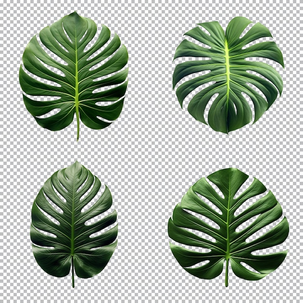 Un conjunto de hojas tropicales de monstera verde sobre fondo transparente para el camino de recorte de elementos de diseño