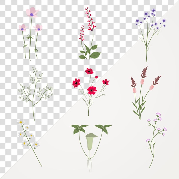 Conjunto de ilustraciones florales con recortes de flores silvestres en png