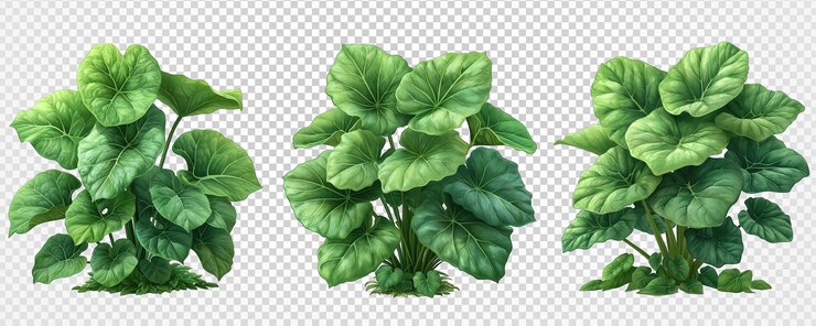 PSD conjunto de ilustraciones de una planta de taro aislada en un fondo transparente generativo ai