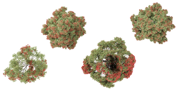 PSD conjunto de jungle metrosideroscorymbia ficifoliaeucalyptus ficifolia renderizado en 3d desde arriba