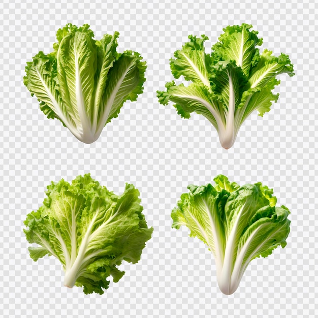 Conjunto de lechuga de ensalada en un fondo transparente aislado