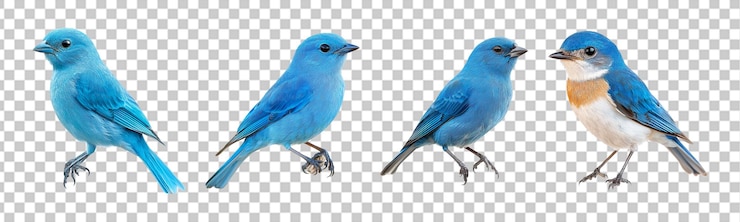 PSD conjunto de pájaros azules aislados en un fondo transparente