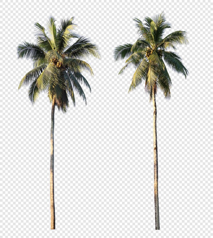 PSD conjunto de palmera de coco realista aislado