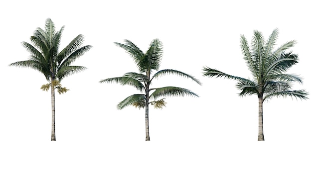 Conjunto de palmeras aisladas sobre un fondo transparente