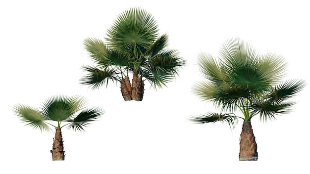 Conjunto de palmeras aisladas sobre un fondo transparente