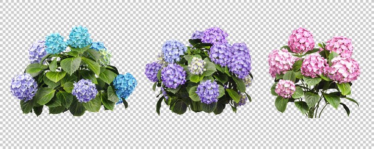 PSD conjunto de paquete de representación 3d realista de flor de ramo de romance ornamental conjunto de fondos recortados