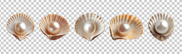 Conjunto de perlas en una concha aislada sobre un fondo transparente
