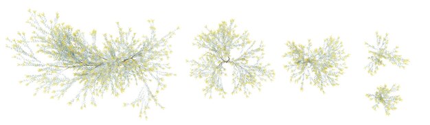 conjunto de plantas de acacia renderizadas desde la vista superior ilustración 3D para composición digital