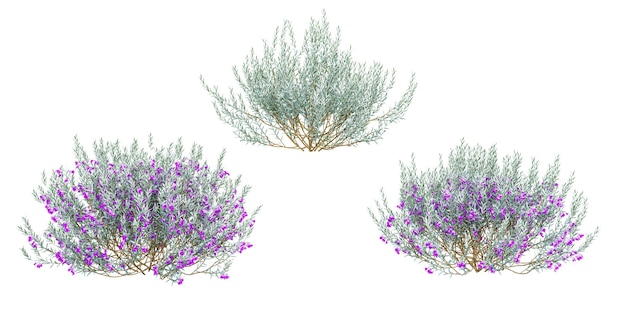 Conjunto de plantas aisladas de flores de eremofila sedosa renderizadas en 3D