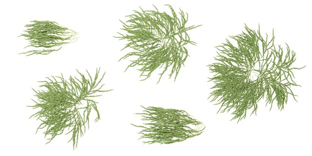 conjunto de plantas creeper en un fondo transparente desde la vista superior