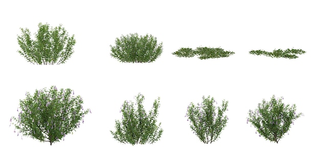 conjunto de plantas de flores MarchantiaLysionotus sobre un fondo transparente