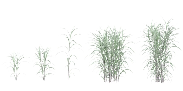 conjunto de plantas de Pennisetum en un fondo transparente desde la vista superior