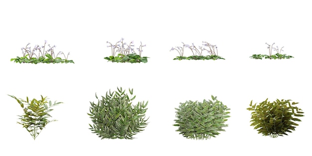 Conjunto de plantas de Pteridophytes adiantumCorallodiscus aisladas sobre un fondo blanco