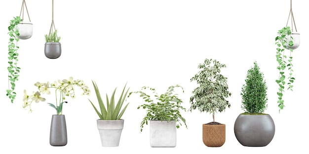 Conjunto de plantas recortadas para composición digital.