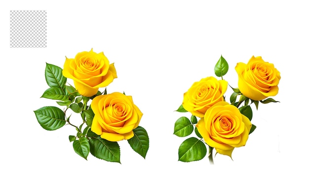 Conjunto de png de ramo de flores realista