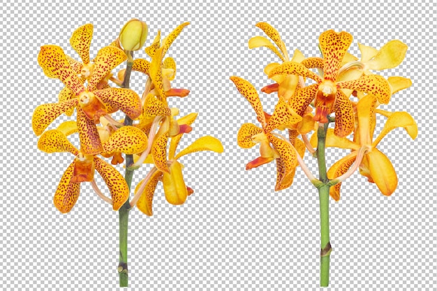 PSD el conjunto del ramo de orquídea amarillo-naranja florece en la transparencia aislada. floral.