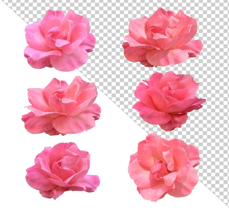 PSD conjunto de rosas aisladas delicada flor objeto recortado para decoración diseño invitaciones tarjetas trazado de recorte