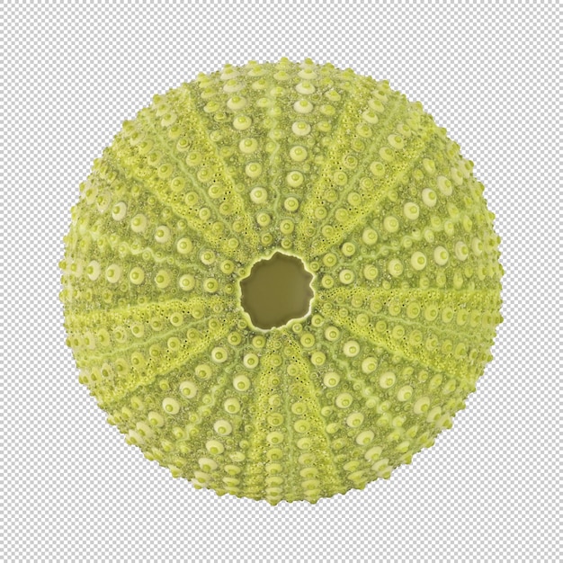 contorno di uno scheletro di riccio di mare elemento naturale isolato e colorato in macro di alta qualità