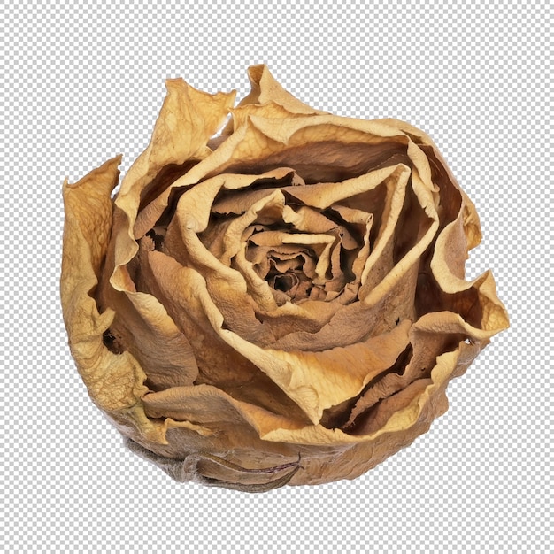 Contorno de una rosa seca aislado elemento natural