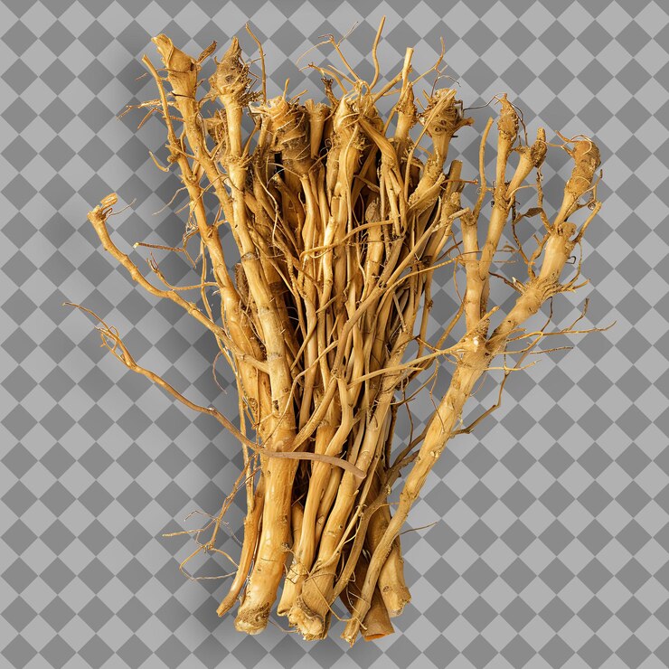 PSD coptis chinensis tipo de erva fio de ouro forma de erva secada objeto isolado em fundo limpo
