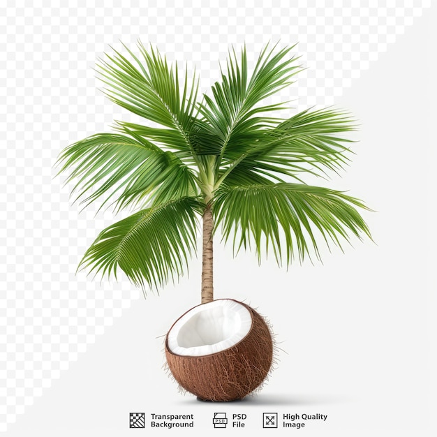 Coqueiro com coco e coco em uma xícara de coco.