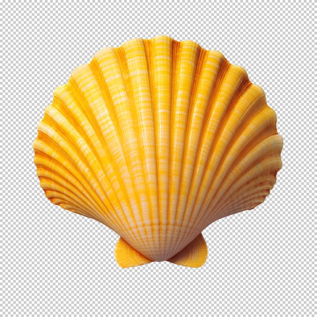 Coquillage jaune de près