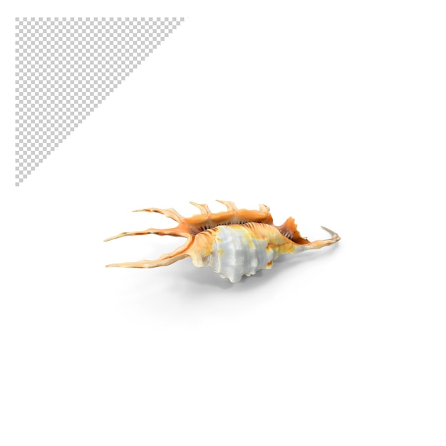 Coquillage Png