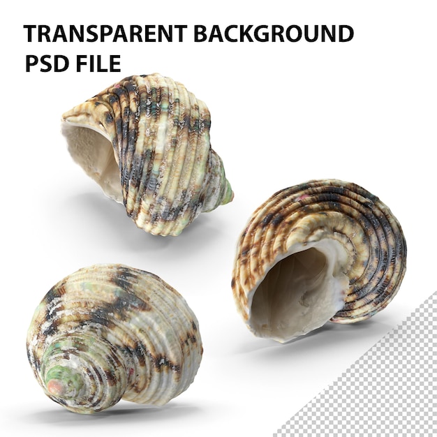 PSD coquillage png