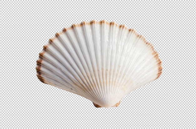 Coquille de coquille blanche sur une plage de sable
