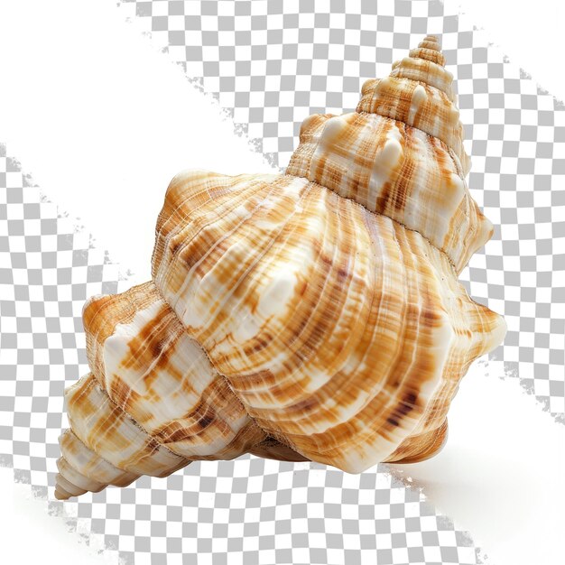 PSD une coquille est représentée sur un fond transparent avec un motif de coquilles