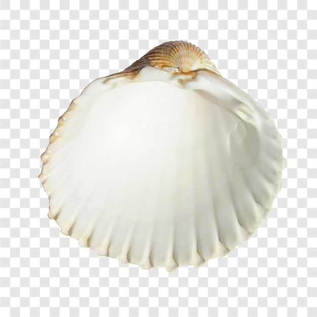 Coquille de mer transparente