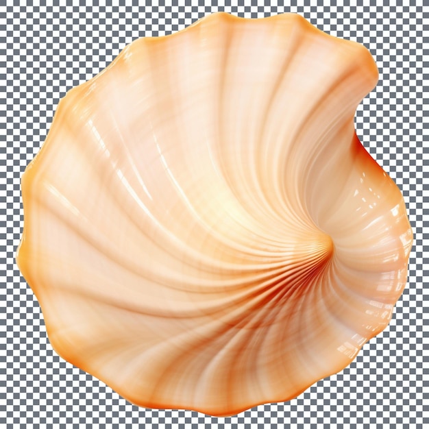 PSD coquilles de mer