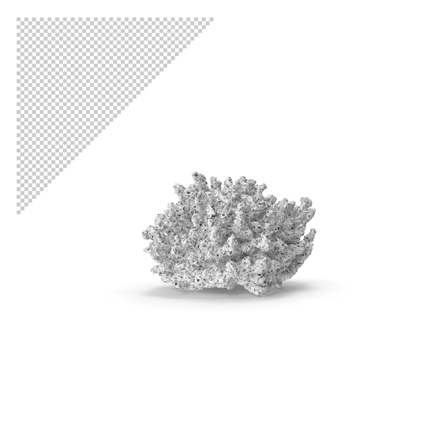 Corail Blanc Png