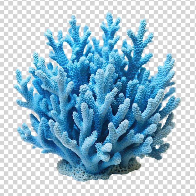 PSD le corail bleu isolé sur un fond transparent