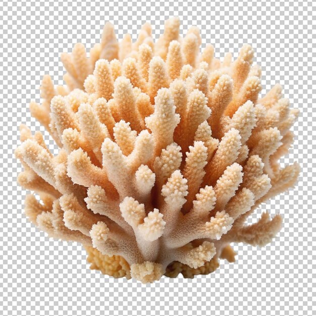 coral aislado