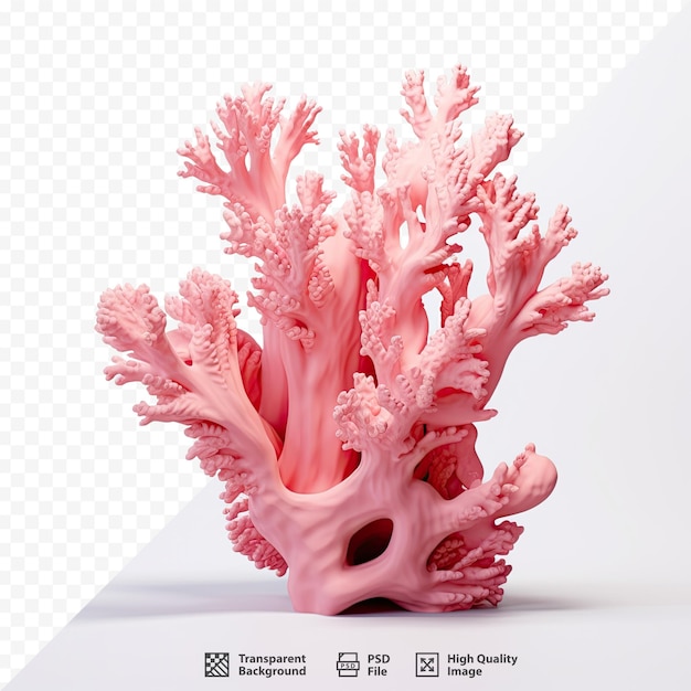 PSD un coral rosa con un coral rosa y un fondo blanco.